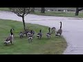 geese family crossing the roundabout