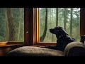 🌧️  Listen to the Rain with a Peaceful Pup 🐾 1 Hour Relaxing Rain Sounds