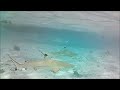 Polynésie 2023 - Requins Tahaa