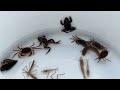 Capture and observe creatures upstream of Japanese rivers. Crabs, frogs, shrimp, small fish.