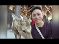 Nara Guide: Top Attractions in One Day!