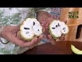 💥ஆப்பிரிக்காவில் வீட்டில் இருந்து ஒரு vlog|Africa famous fruits |Tamil Travel vlog|Anona|Avocado🥑