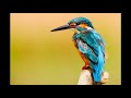 Meditation Music with chirping Birds | Relaxing Muisc