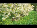 Relaxing Music 🌺 Stop Thinking Too Much, Reduce Anxiety, Stress & Fatigue - Spring Melodies