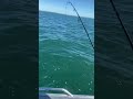 Light tackle tuna