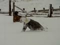 Joyce in Snow