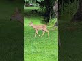 EARLY SUMMER FAWNS AFTER THE RAIN (Michigan)