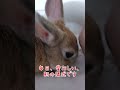 #うさぎ#rabbit