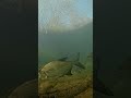 Bronze breams underwater footage