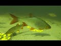 Freshwater fish feeding on sweetcorn with underwater camera