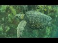 Galapagos - Part 6: Scuba Diving Kicker Rock San Cristobal Sea Lions