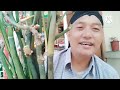 Bambu Unik Dampit ,Patel Lele , Belalai Gajah Sampurno