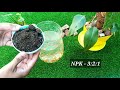 Organic fertilizer for plants