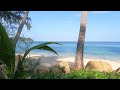 Tranquil Paradise🌴 Chill out on a Lonely beach with Birdsong and Soft Waves 🌊 ASMR [4K]