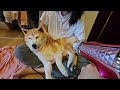 姊姊們最後一次幫柴犬妹洗香香🥰#柴犬 #dog #doglover #cute #animals #可愛い #shiba #shorts #pets #missyou #miss #狗狗 #柴