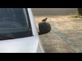 Female Northern Cardinal and My Mirror