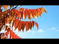 Fall Ambience Music Playlist | Peaceful Music, Relaxing Music, Soothing Music, Study Music, Calming