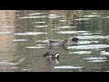 Common Moorhen (Gallinula chloropus) II |  ডাহুক / সিতিকন্ঠ | Nature Clicks