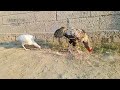 Aseel Breeding Pair Rooster and Hen | How do asil chickens meet | Aseel murga murghi
