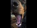 Doberman talking