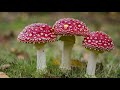 James Kent tells amanita muscaria story: Isaac's word