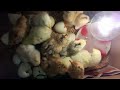 Incubadora Casera | Pollitos nacidos en caja de cartón | Incubadora de huevos de gallina
