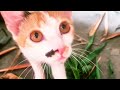 cat playing video#funny#trending #viral #catfunnyvideo