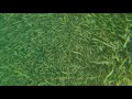 Millions of Emerald Shiners Spawning - GoPro underwater video