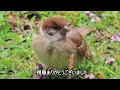 Pied Wagtails vs. Tree Sparrow - Bullish Chunko