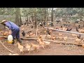 Repair Chicken Coop for Raising Chickens in the rainy season
