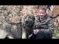 ABORGINAL KANGAL DOGS IN THE MOUNTAINS