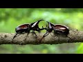 The Rhino Beetle Games | Epic Beetle Olympics