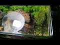 35cm Planted aquarium Aquascape