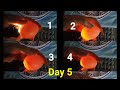 Candling Chicken Eggs - Day 5