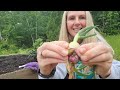 EGYPTIAN WALKING ONIONS | How to Use Them | PERENNIAL Food Source