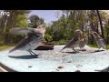 Wahhh, there's too many! 30 day old eastern bluebird feeding frenzy with parents! poor papa.