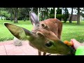 Deer Friend Visit 2024-06-27