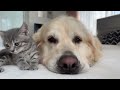 Golden Retriever Meets New Tiny Kitten for the First Time!