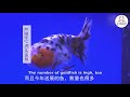 Chinese Lionhead Goldfish by Mr. Lu | 芦根生讲解虎头金鱼👉