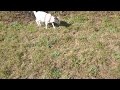 Bayley the amazing escaping goat.