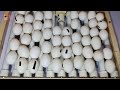 How to make Automatic Egg Turner for incubator  - Egg turner - automatic egg turner - egg roller