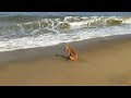 dog enjoying in the beach