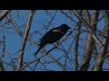 Red-winged Blackbird Singing from Perch Video