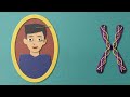 Chromosomes: structure and function