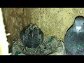 Un video rapid la porumbei