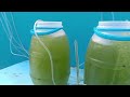 paano mag culture ng algal paste or Juan algae nanochloropsis #phytoplankton #tutorial