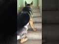 Helpful Pup Carries Foster Kittens Upstairs