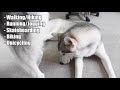 How To Properly Exercise A Siberian Husky (Tips & Tricks)