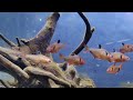The BEST Aquariums in 4k : Vibrant Fish & Relaxing Underwater Sounds | Water Ambience Sleep Music