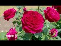 Summer Roses of Keisei Rose Garden 2022. #京成バラ園   #4k  #rose